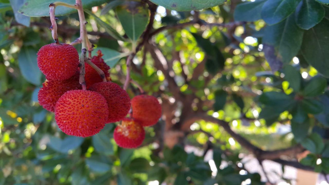 El jardín de la abuela Granada Exterior foto