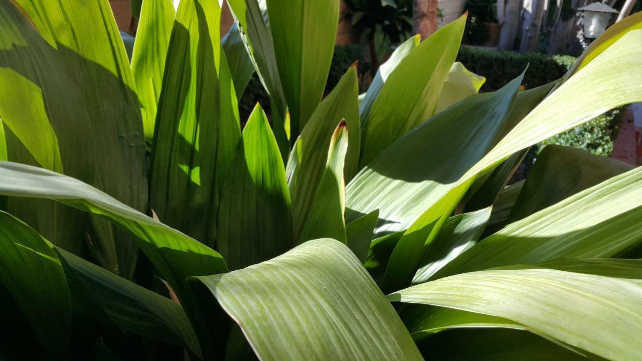 El jardín de la abuela Granada Exterior foto