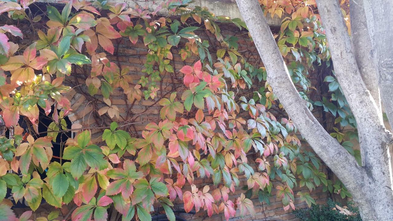 El jardín de la abuela Granada Exterior foto