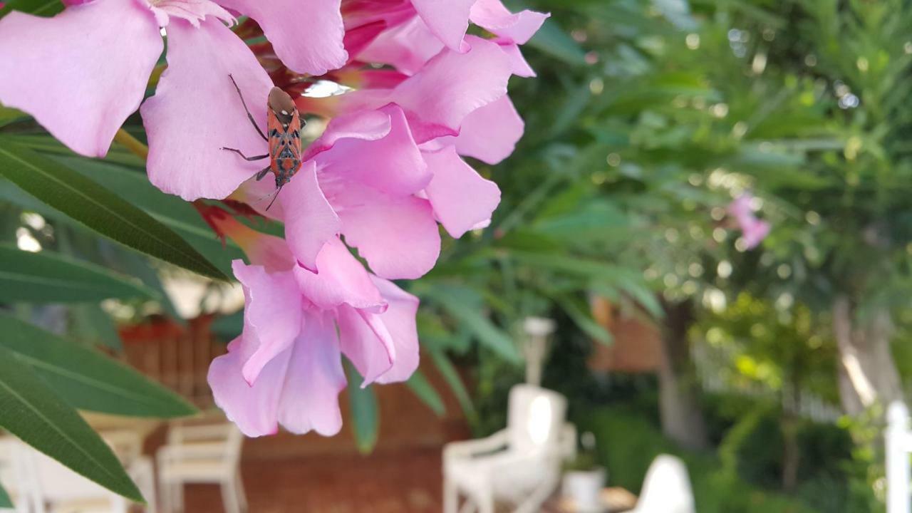 El jardín de la abuela Granada Exterior foto