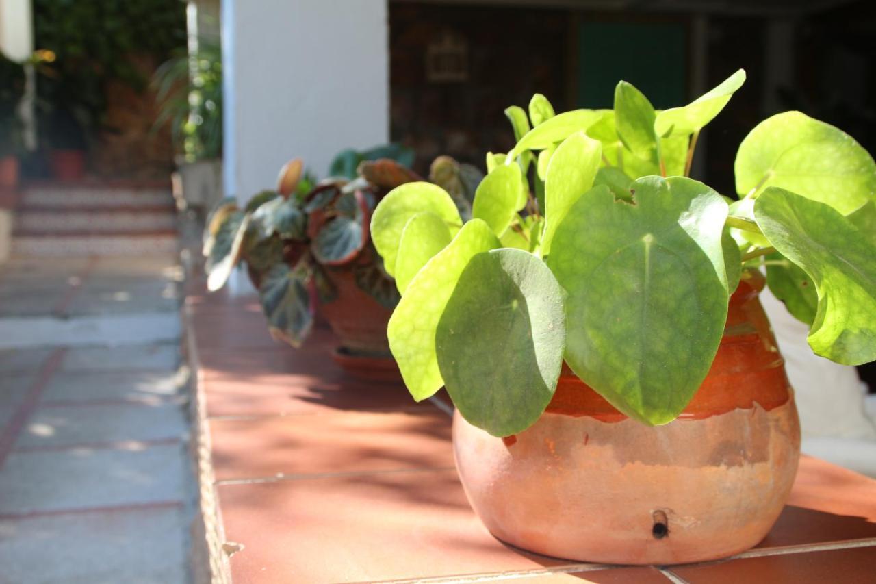 El jardín de la abuela Granada Exterior foto
